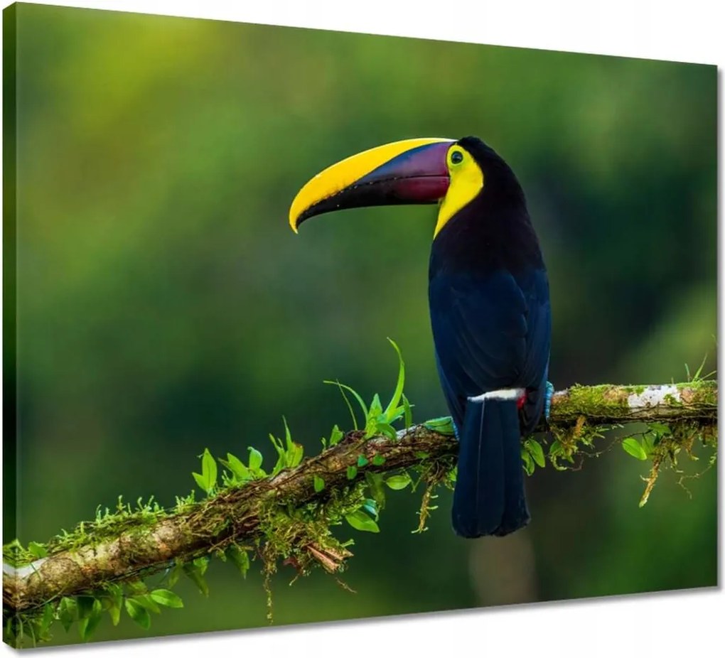 Vászonkép 50x40 Madarak