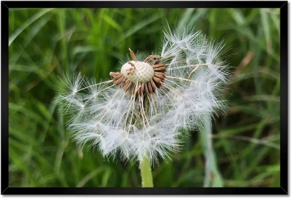 Poszterek keretben 60x40 Pitypang Virág Virágok