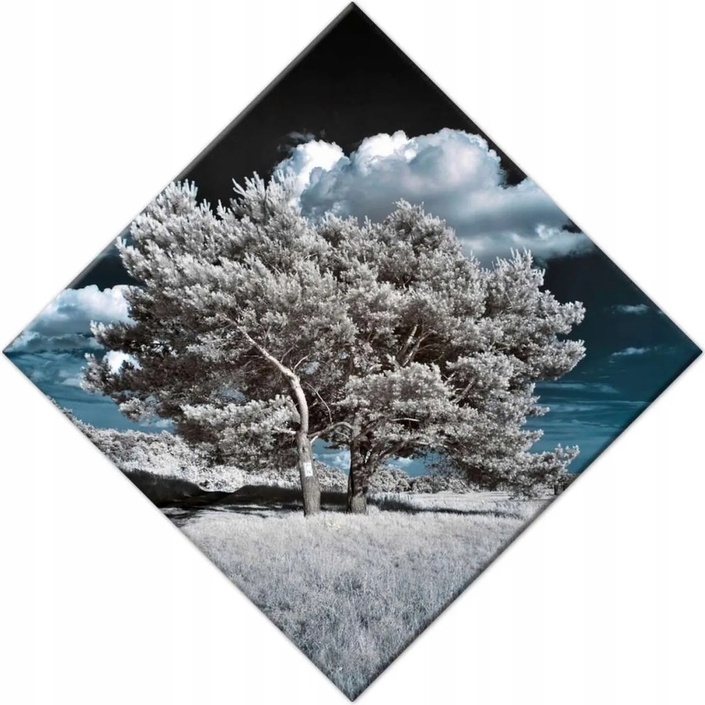 Festmények 28x28 Fenséges fa