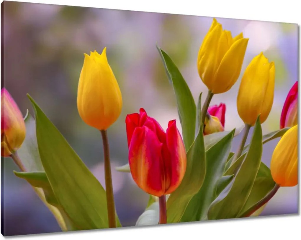 Vászonkép 100x70 Tulipánok Virágok