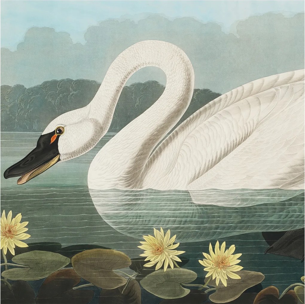 Divatos 3D Fali Tapéta Hattyú és nenufary 250x250 Ragasztóval