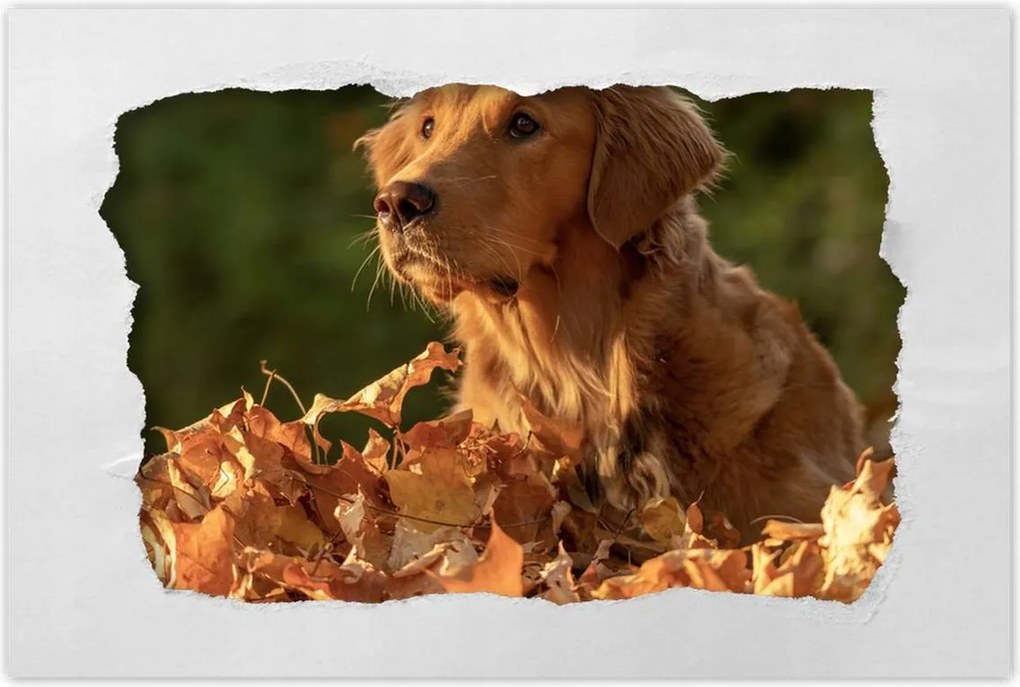 Poszterek 60x40 Őszi kutya portré fotó