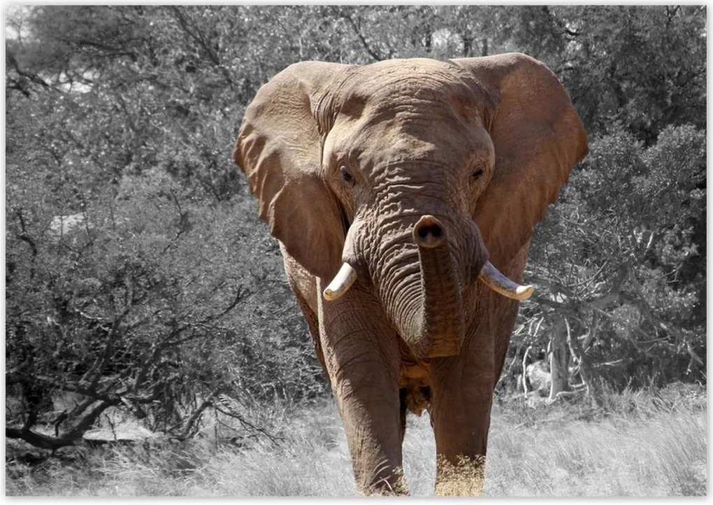 Poszterek 100x70 A nagy elefánt