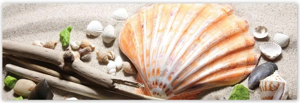 Poszterek 200x66 Kagylók a balti tengerpartról