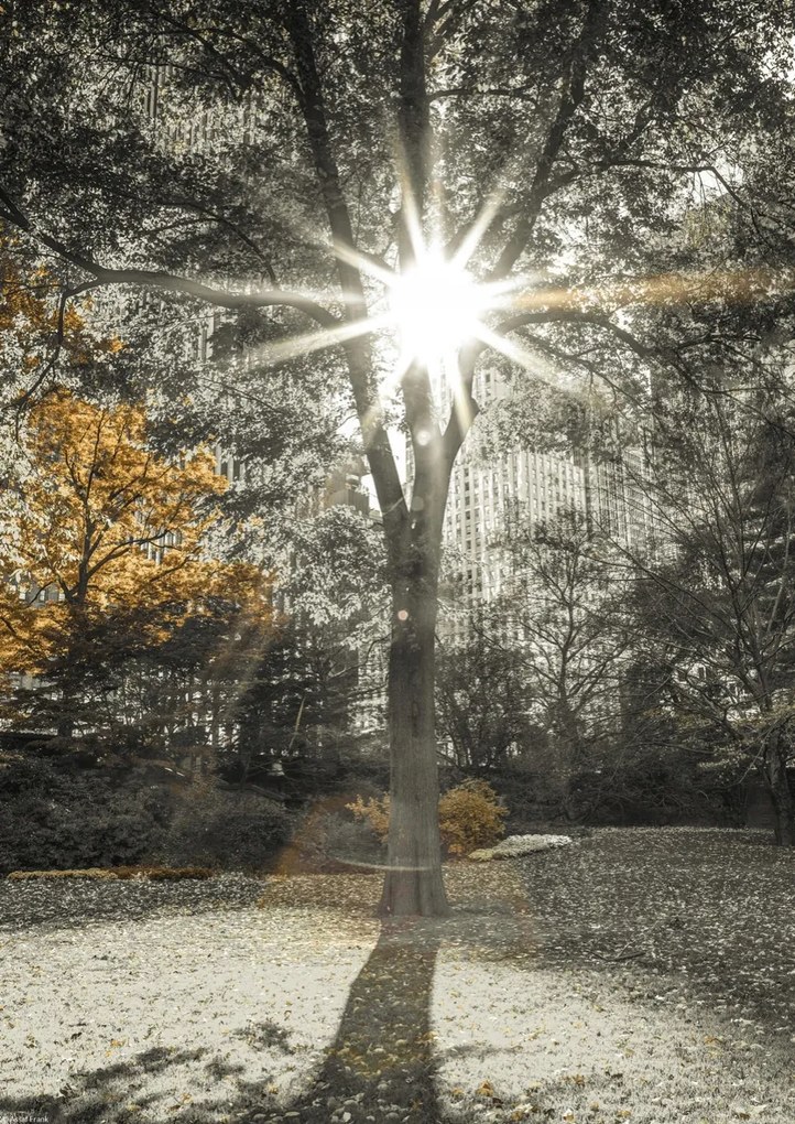 Poszter 29,7x42cm Napsugarak a fákon át a parkban 2, Assaf Frank