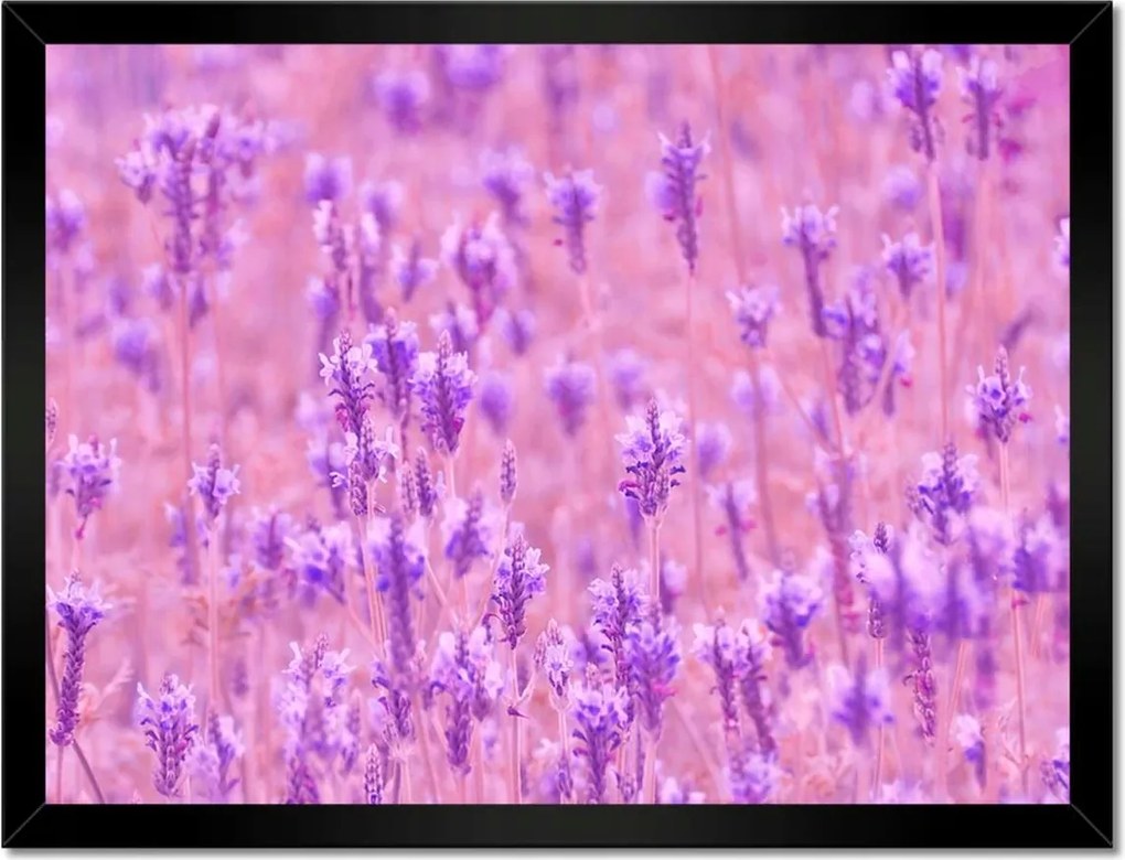 Poszterek keretben 40x30 Levendula tenger