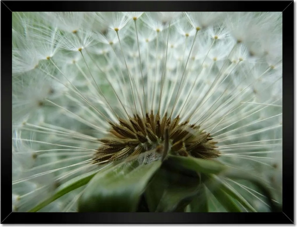 Poszterek keretben 40x30 Pitypang Virág Virágok
