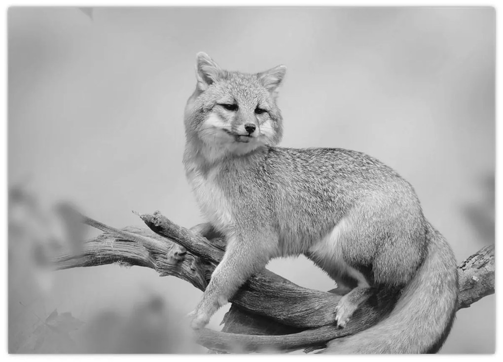 Üveg kép - Szürke róka (70x50 cm)