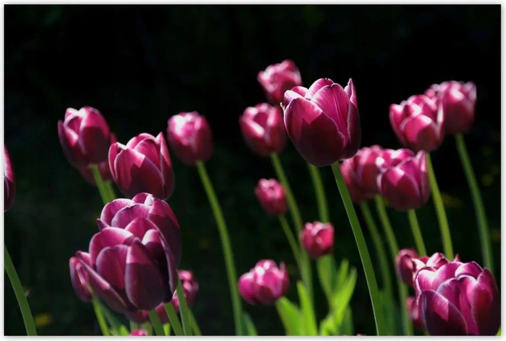 Poszterek 120x80 Lila tulipánok