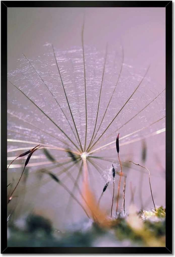 Poszterek keretben 40x60 Pitypang pitypang