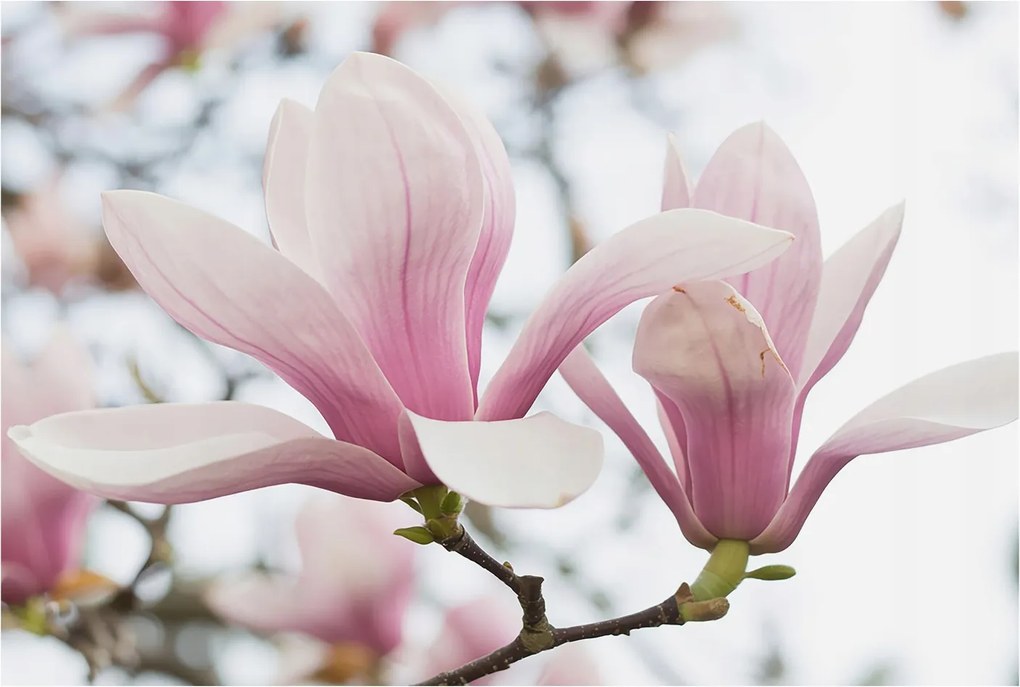 Fotótapéta Flizelin Hálószoba és Nappali tapéta Magnólia virágok 104x70