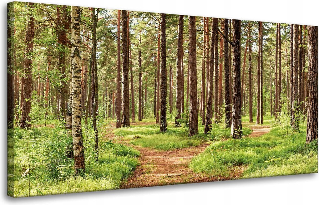 Vászonkép Ösvény az erdőben Fák Természet 80x40 cm