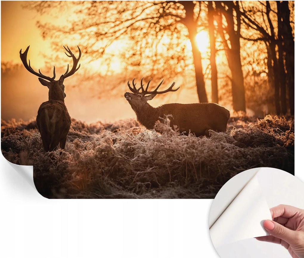 Modern öntapadós fali fotótapéta Szarvasok a reggelben 104x70 cm