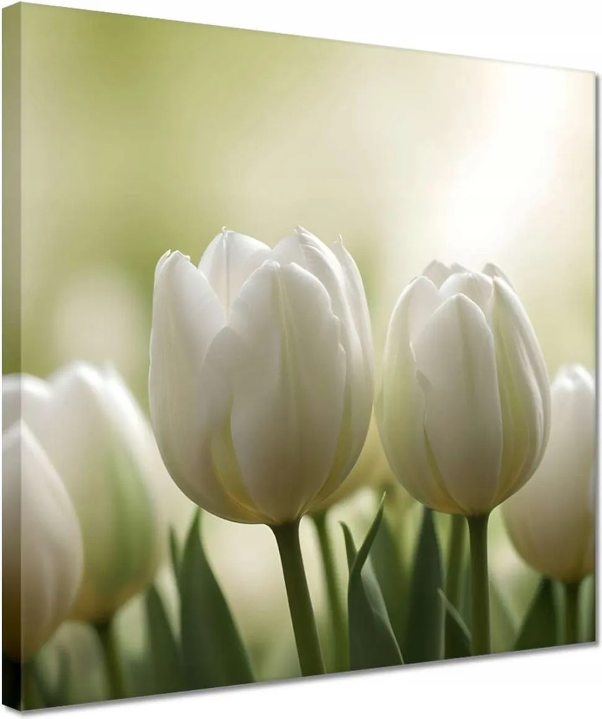 Vászonkép 30x30 Fehér tulipánok