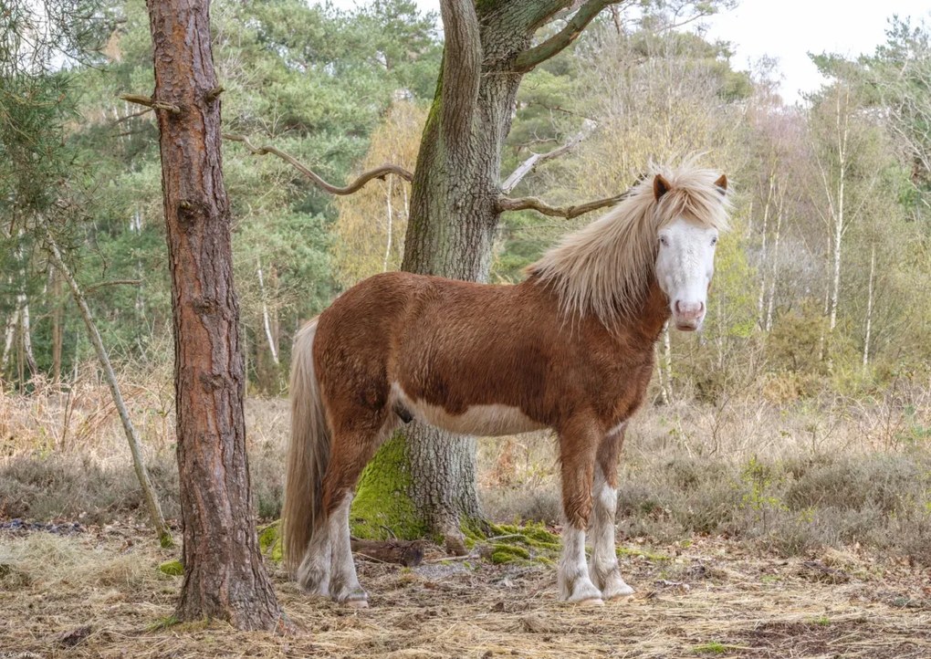 Poszter 42x29,7cm Ló az erdőben, Assaf Frank