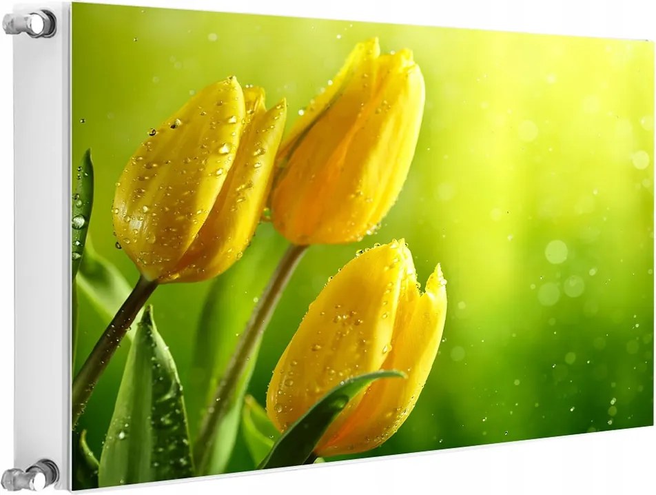 Radiátormágnes Radiátor 80x60 Tulipán Fotótapéta