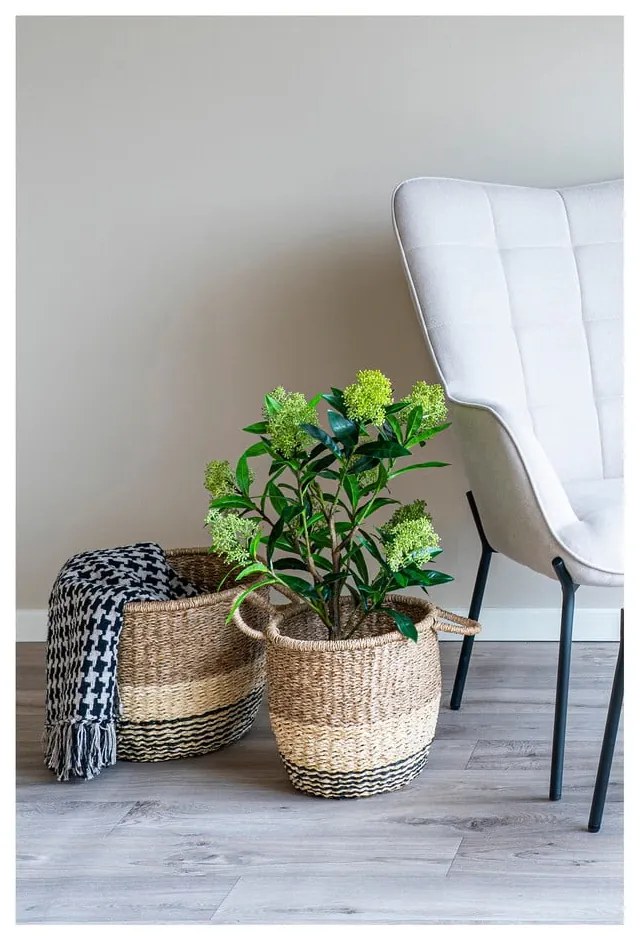 Műnövény Skimmia – House Nordic