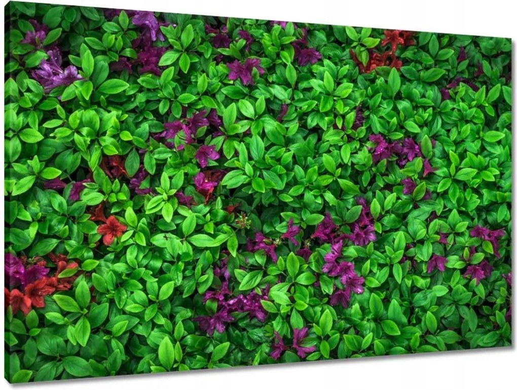 Vászonkép 90x60 Kerti azálea