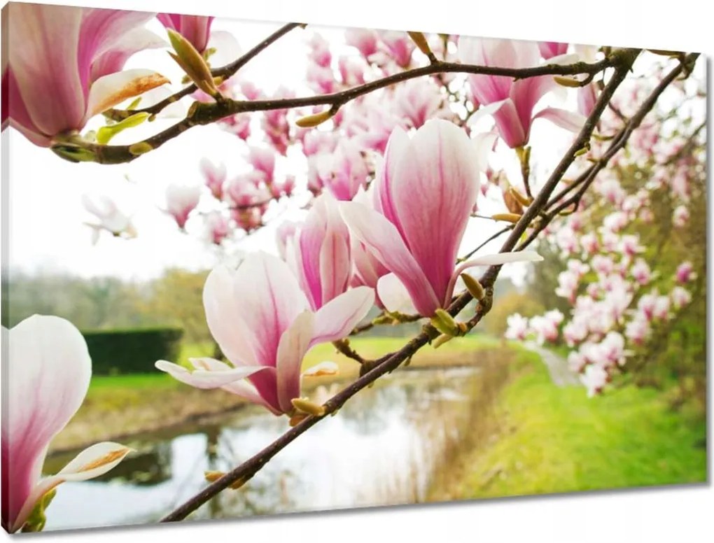 Vászonkép 90x60 Magnólia Budapest Virág