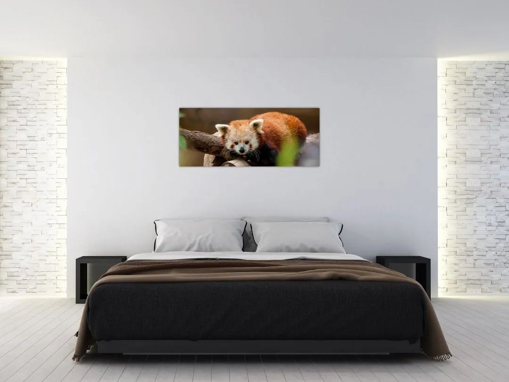 Vörös panda képe (120x50 cm)