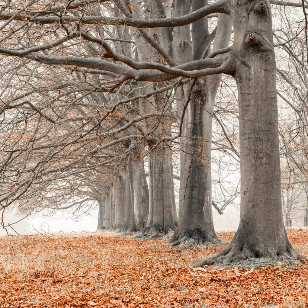 Poszter 30x30cm Fák egy sorban narancssárga levelek, Assaf Frank