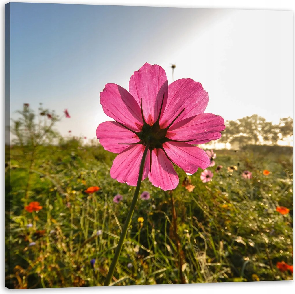 Botanika Vászonkép Rózsaszín virág Természet Virágok 80x80 cm