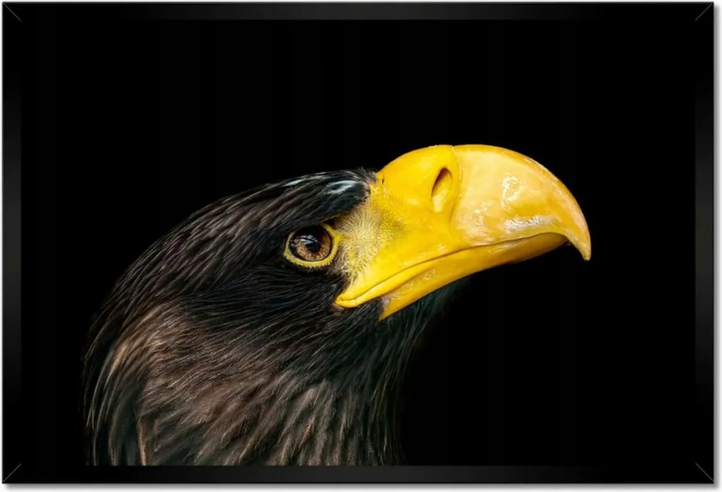 Poszter keretben 60x40 Ragadozó madár sas