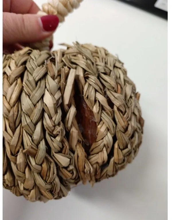 AKCIÓ Dísztök PUMPKIN COACH GRASS II. osztály