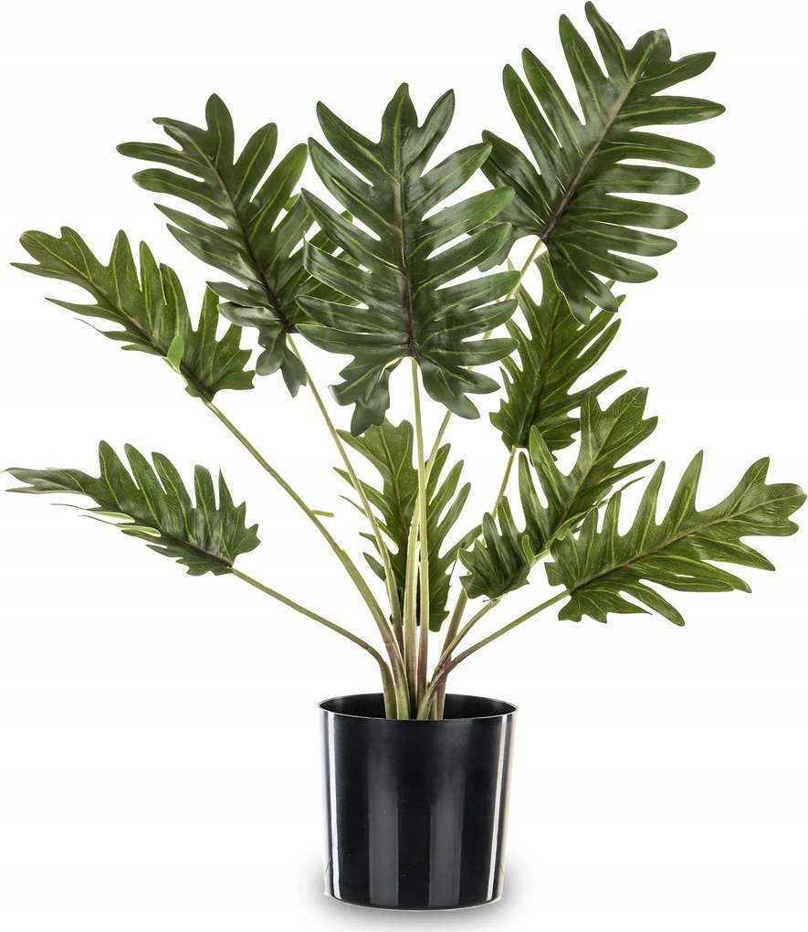 Dekoratív növény virág monstera fekete virágtartó