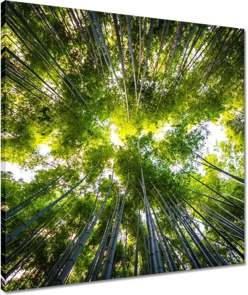Vászonkép 50x50 Bambusz trópusi erdő