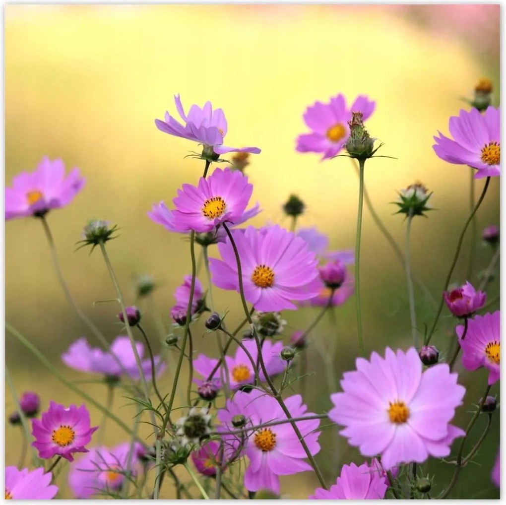 Poszterek 100x100 Finom virágok a réten