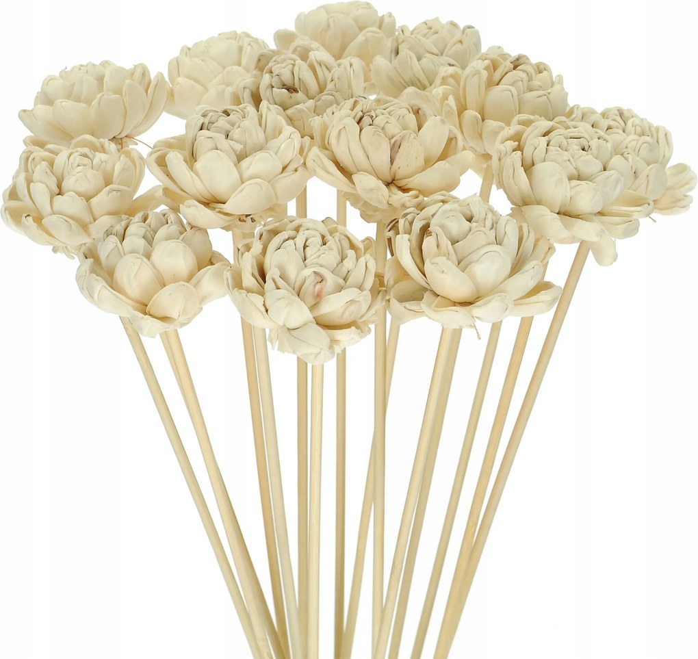 Virág Shola Rózsa Angol fehér csúcson szárított egzotikus szárított virágok