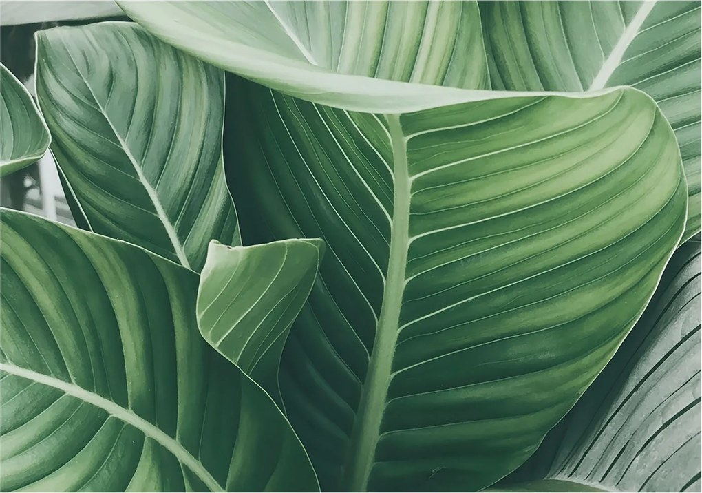 Fotótapéta Flizelin Dekoratív Hálószoba Zöld nyugalom 312x219