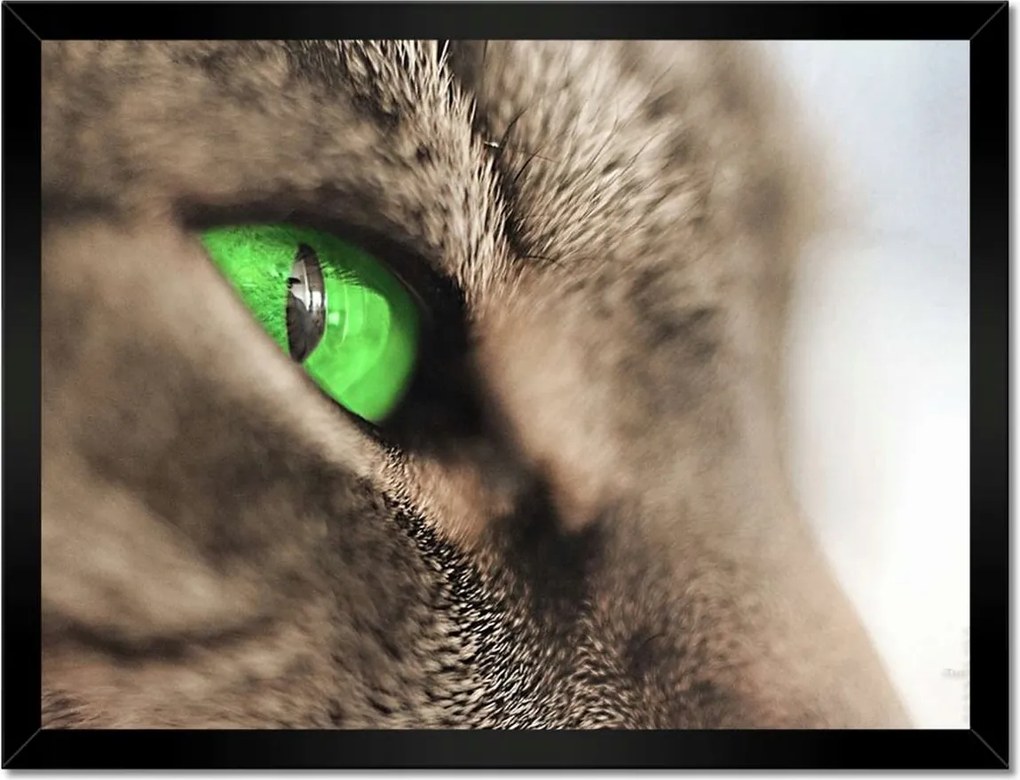 Poszterek keretben 40x30 Macska tekintet