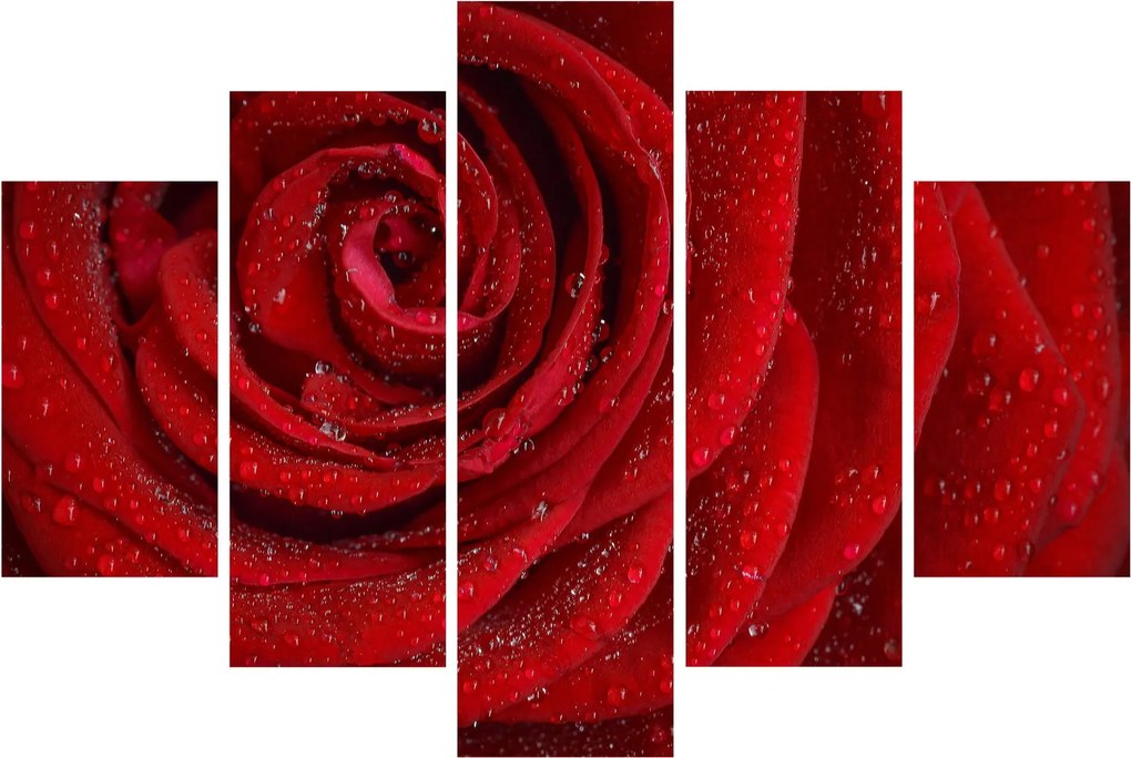 Kép - részlet a rózsáról (150x105 cm)