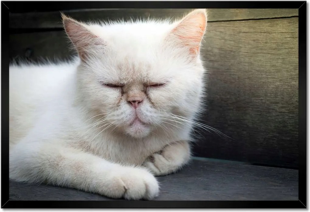 Poszterek keretben 60x40 Cica Cicák