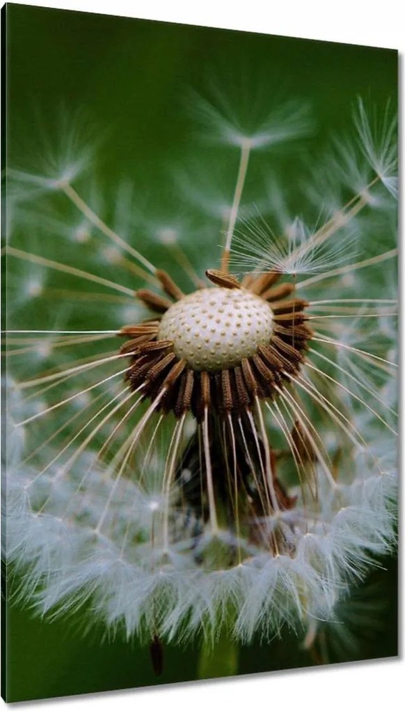 Vászonkép 80x120 Pitypang Virág Virágok