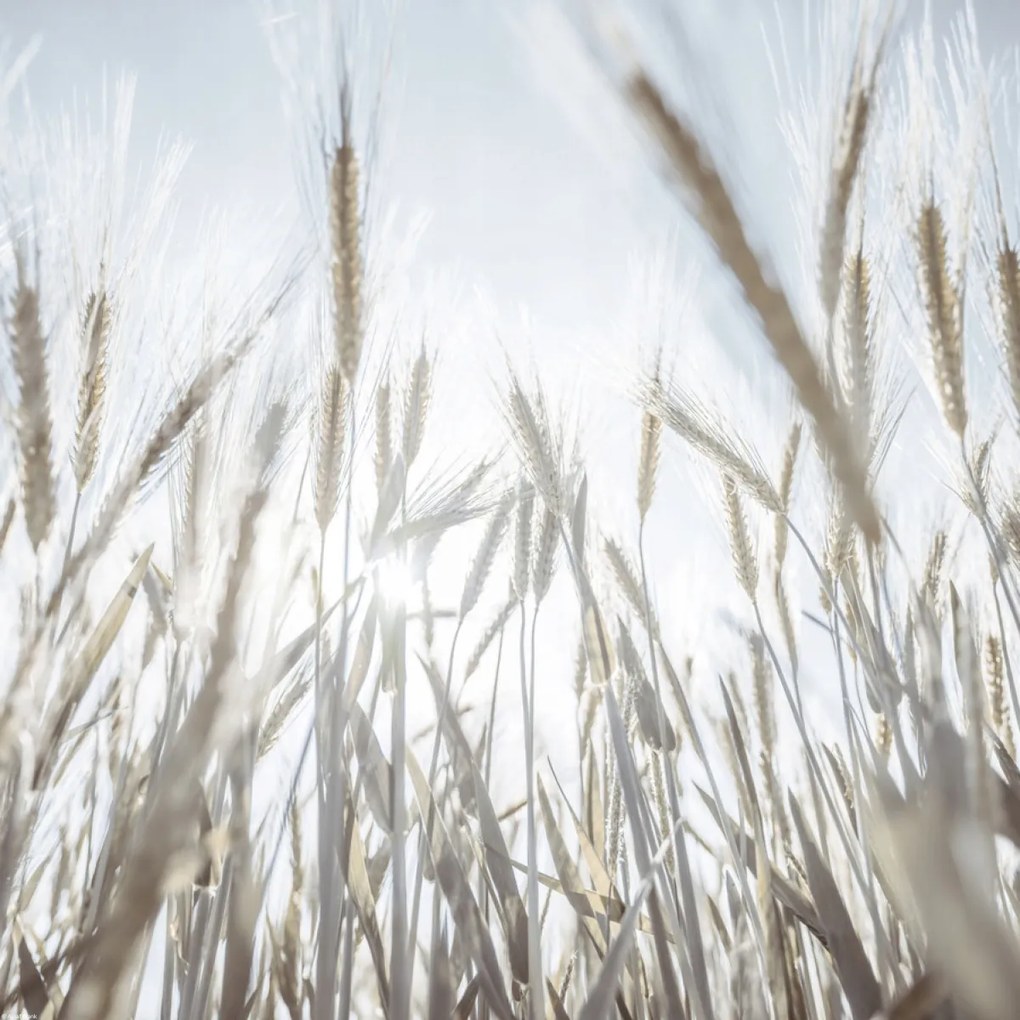 Poszter 50x50cm Napsugarak az árpán keresztül, Assaf Frank