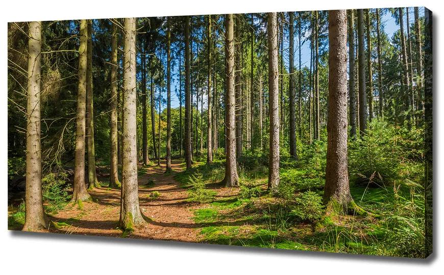 Vászon nyomtatás Panorama erdő pl-oc-120x60-f-93946389