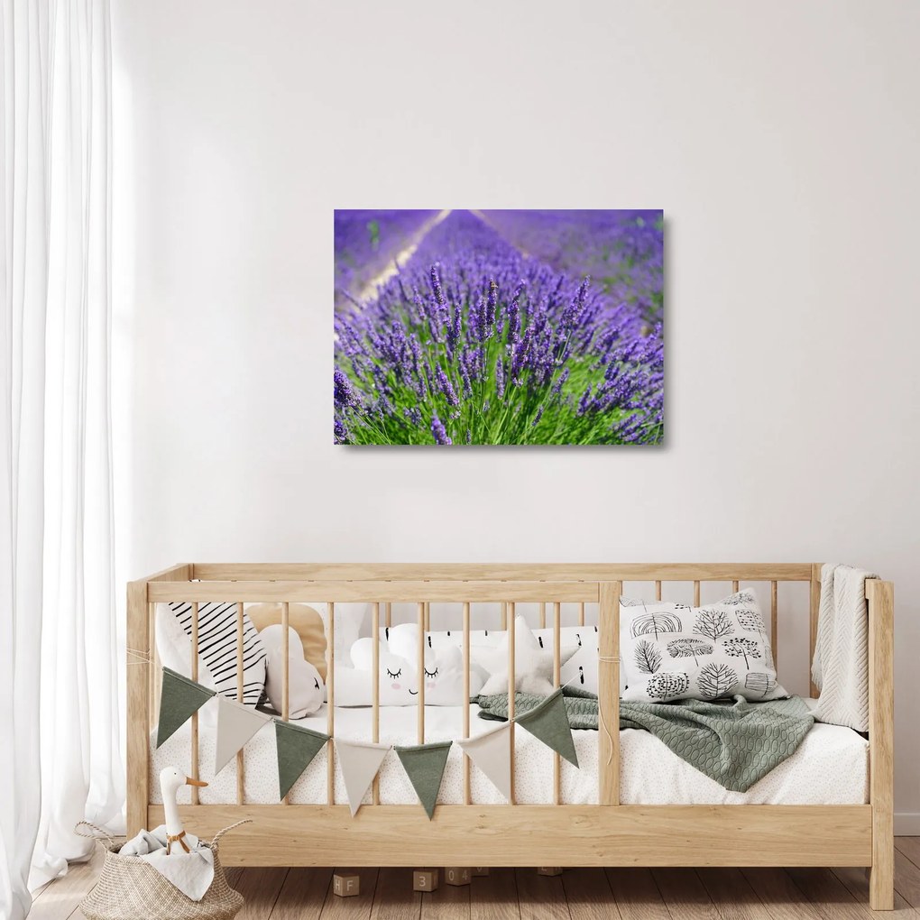 Kép - levandula (üvegen) (70x50 cm)