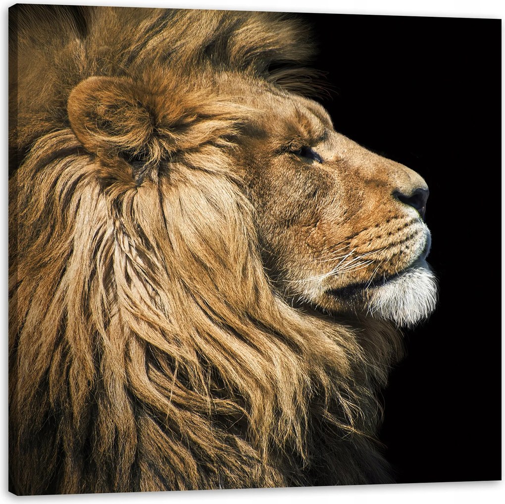 Vászonkép Oroszlán portré Oldal Vadság Természet 50X50 cm