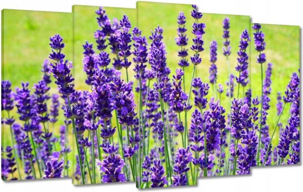 Vászonkép 100x60 Levendula virágok
