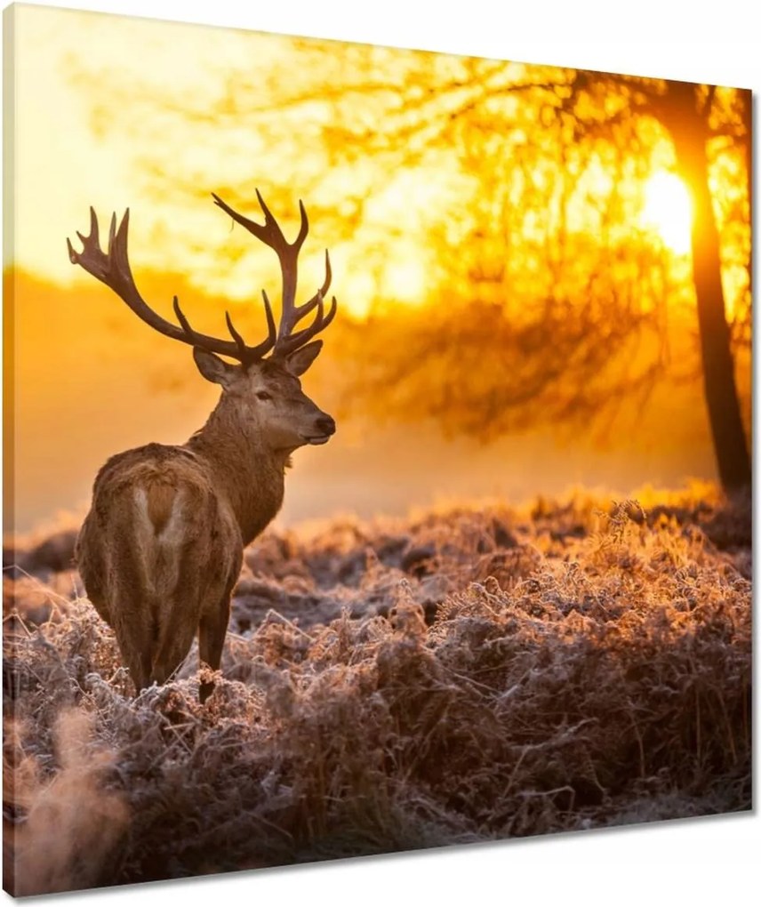 Vászonkép 60x60 Szarvas naplementekor