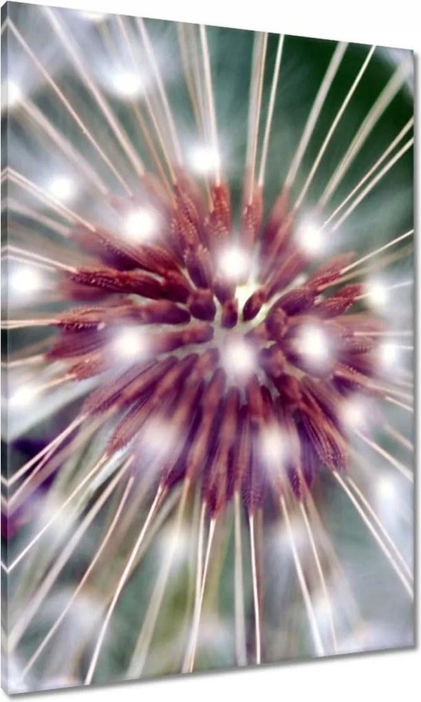 Vászonkép 70x100 Pitypang Virág Virágok