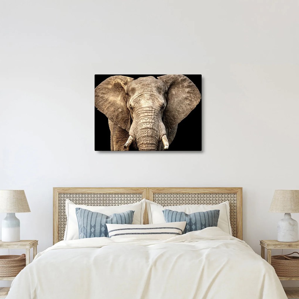 Kép - Afrikai elefánt (70x50 cm)