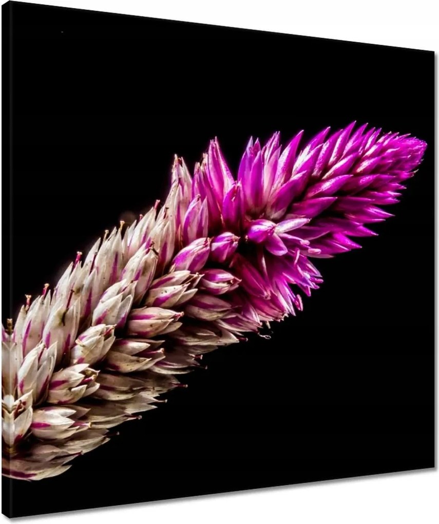 Vászonkép 50x50 Lila