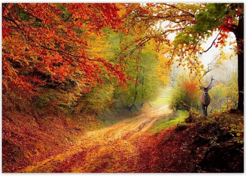 Poszterek 100x70 Szarvas az erdőben