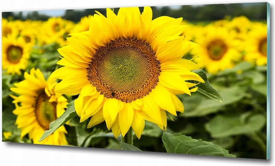 Fotótapéta üvegfalra Rózsaszín orchidea 100x70