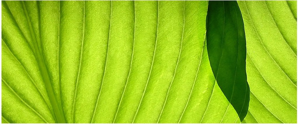Kép - Zöld levél részlete (120x50 cm)