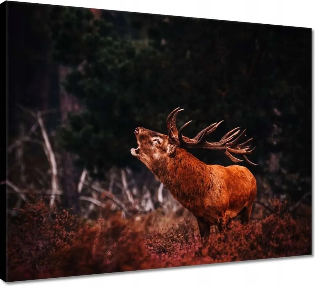 Vászonkép 50x40 Szarvas az erdőben